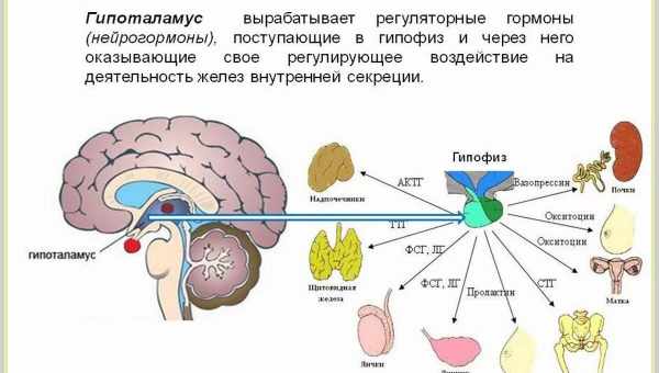 Гормоны эволюции: на что способна щитовидная железа