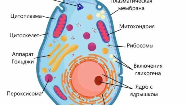 Стало понятно, как клетки приобретают свою форму