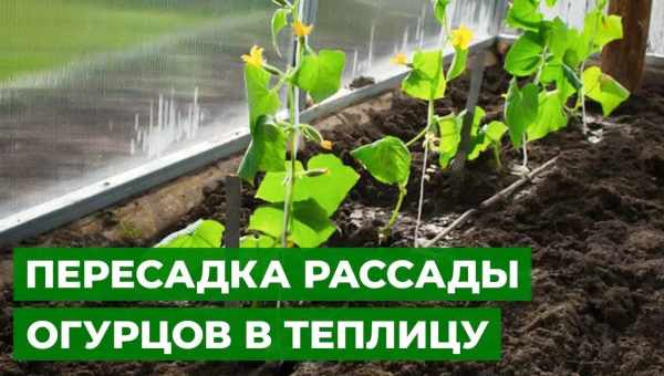 Посадка, выращивание и уход за огурцами по японскому способу в опилках