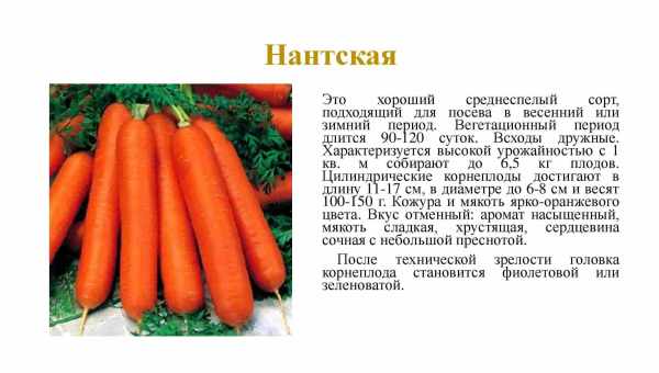 Описание и характеристики сортов и видов эстрагона, правила посадки и ухода