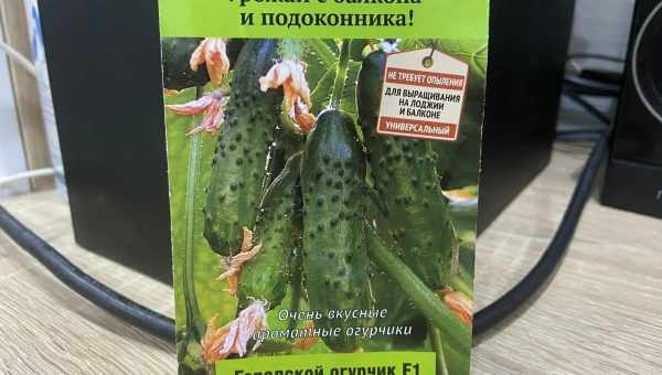 Описание комнатного огурца Балконный F1 и выращивание на окне или лоджии