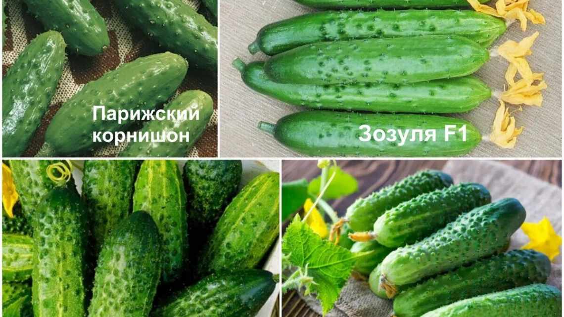 Описание и характеристики огурцов сорта Конкурент, посадка и уход