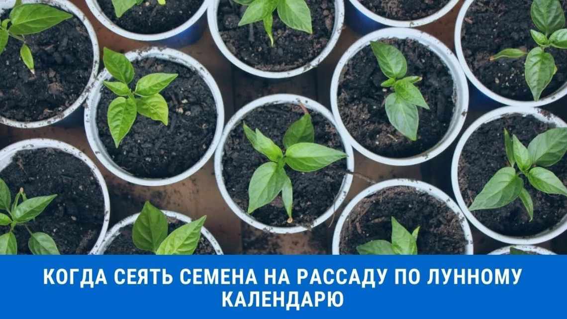 Как правильно сажать перец на рассаду в домашних условиях, выращивать и ухаживать