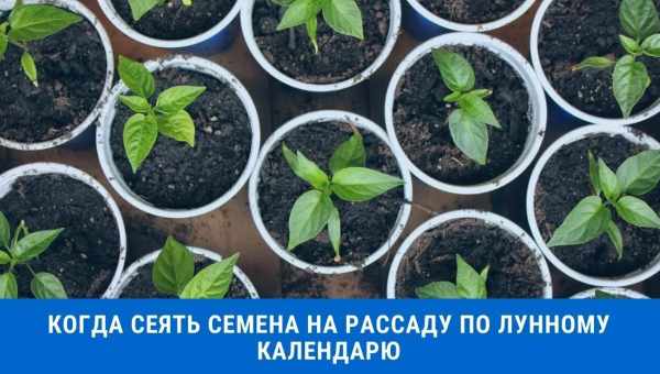 Как правильно сажать перец на рассаду в домашних условиях, выращивать и ухаживать