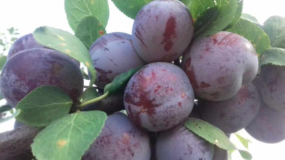 Характеристики и описание сливы сорта Стартовая, посадка и уход