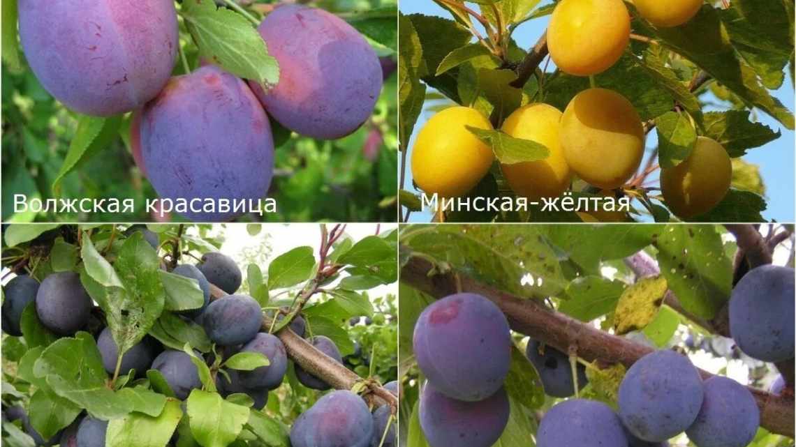 Описание сливы сорта Волжская красавица, посадка и уход