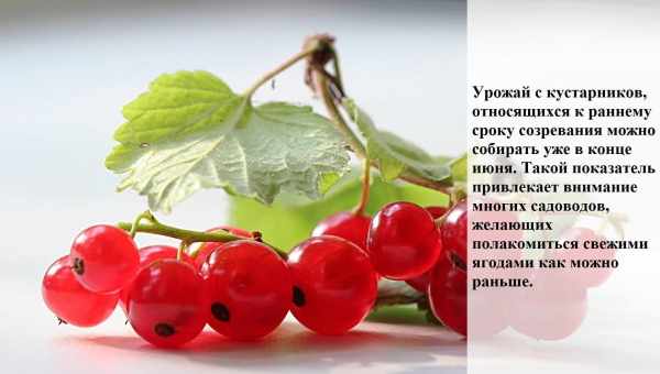 Польза и вред красной смородины для здоровья, свойства и противопоказания