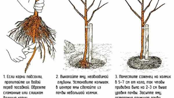 Пошаговая инструкция по посадке красной смородины, уход и выращивание