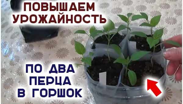 Полезные свойства перекиси водорода для рассады помидоров и применение