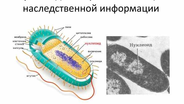 Донные черви приручили бактерии и научились питаться метаном