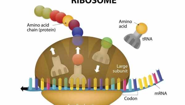 Химики заставили рибосомы производить катализаторы