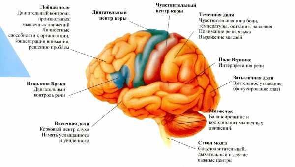 Различия в структуре мозга указали на антисоциальное поведение