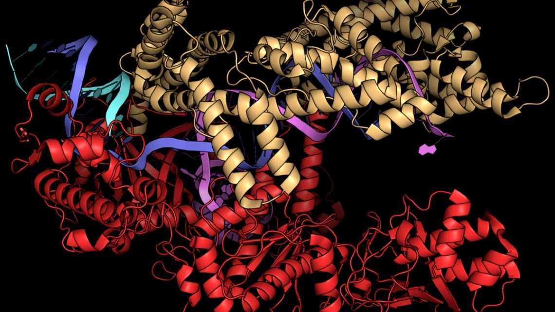 CRISPR подавил размножение коронавируса в клетках человека