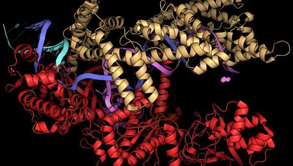 CRISPR подавил размножение коронавируса в клетках человека