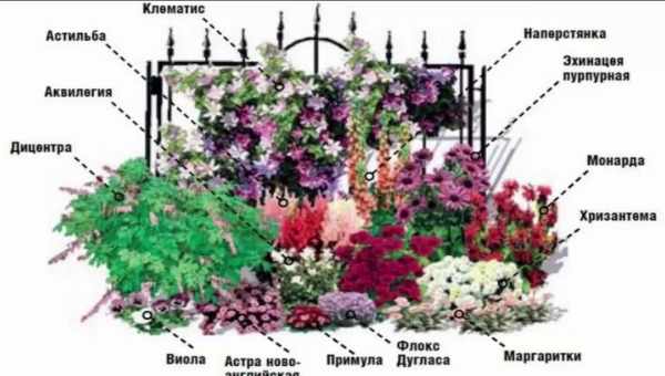 Квітники з багаторічників - найкращі схеми