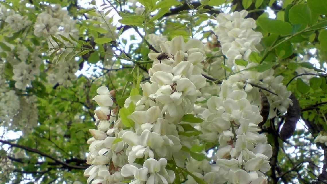 Гроздья білої акації - солодкий смак дитинства