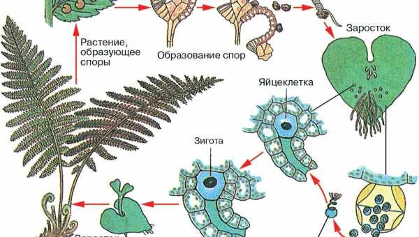 Особливе значення папороті у природі