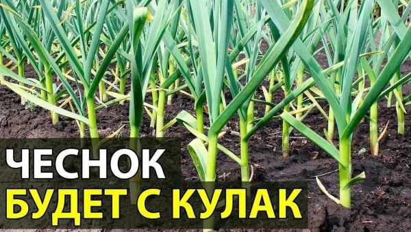 Вирощування часнику у відкритому ґрунті