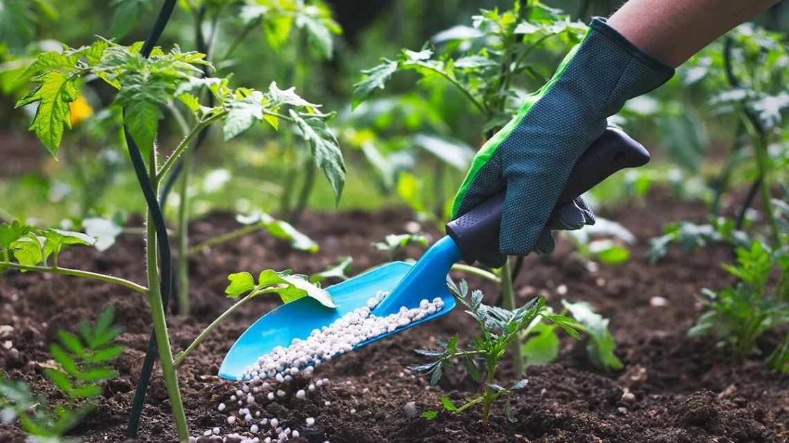 3 натуральні підживлення для розсади томатів, які замінять мінеральні добрива